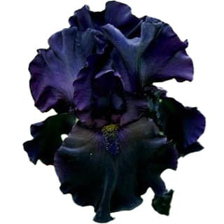 Black iris