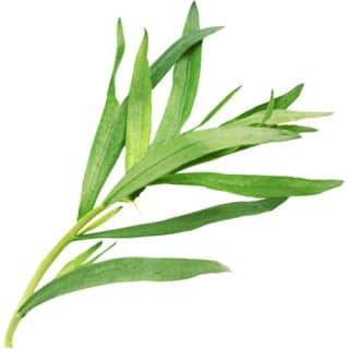 Tarragon absolute