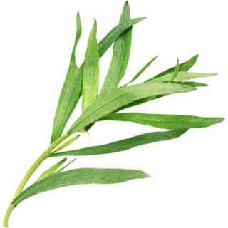 French tarragon