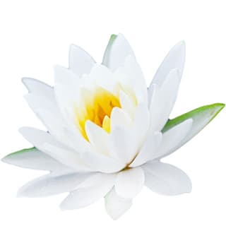 White lotus