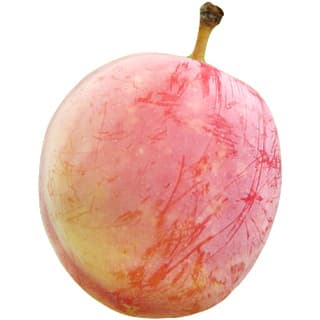 Chinese plum