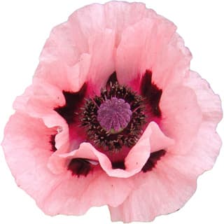 Pink poppy