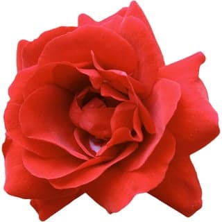 English garden rose