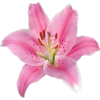 Pink lily