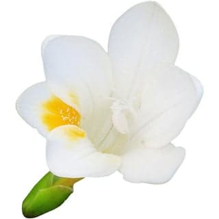 South African freesia