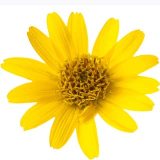 Arnica absolute