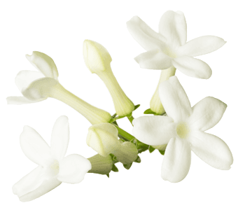 Stephanotis