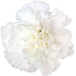 White carnation