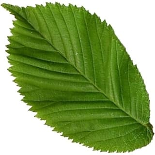 Elm leaf