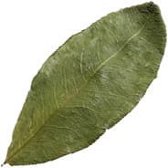 Coca leaf