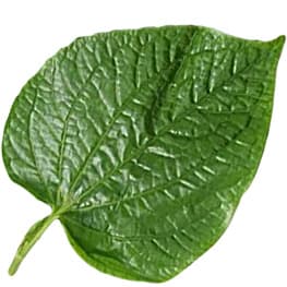 Pepper leaf