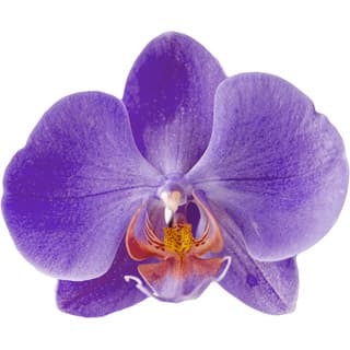 Purple orchid