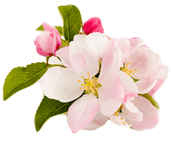 Apple blossom