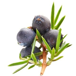 Balkans juniper berry