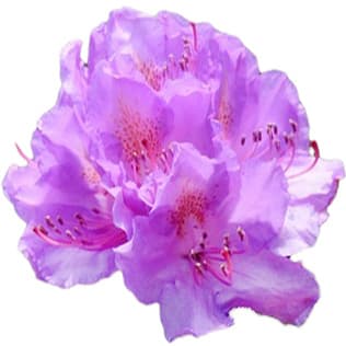 Himalaya rhododendron