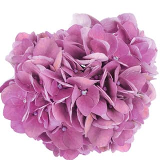 Pink hydrangea