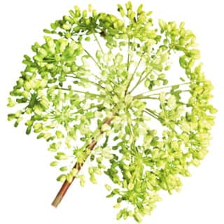 Belgian angelica