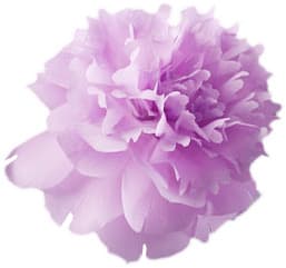 Purple peony