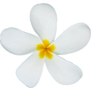 Colombian frangipani