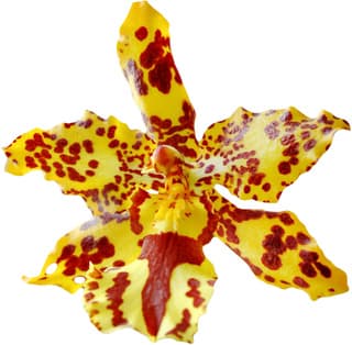 Tiger orchid