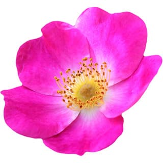 Wild rose absolute