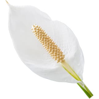 Peace lily