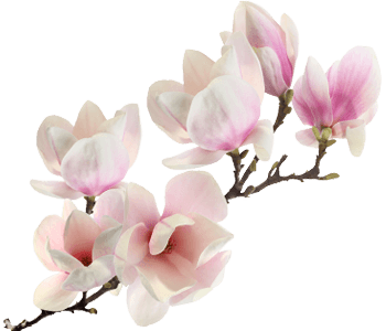 Magnolia