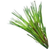 Siberian stone pine needle