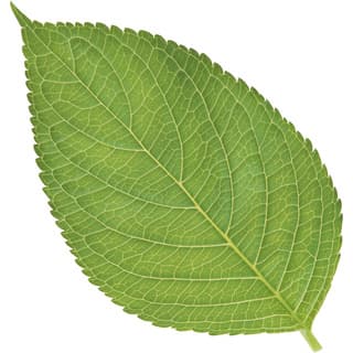 Apple leaf