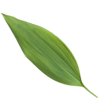 Lily-of-the-valley leaf