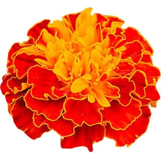 French tagetes