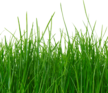 Grass