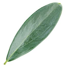 Olive leaf