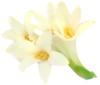 Tuberose