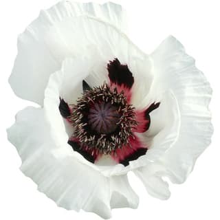 White poppy