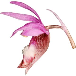 Calypso orchid