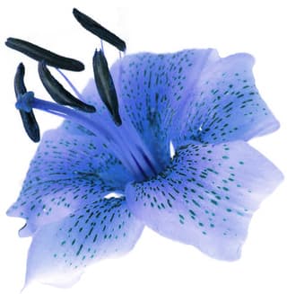 Blue tiger lily