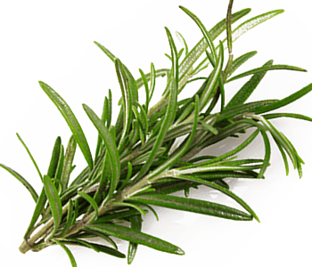 Rosemary