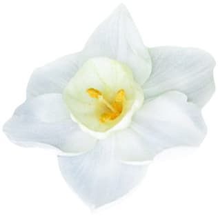 White narcissus