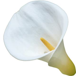 Calla