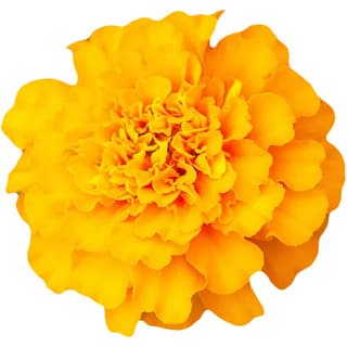 African marigold