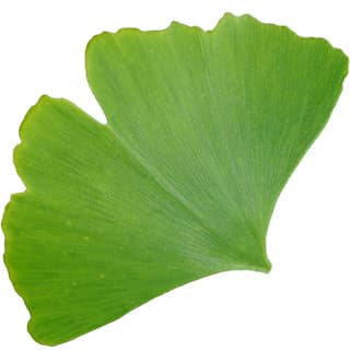 Gingko