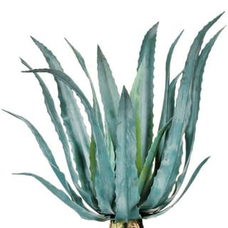 Blue agave