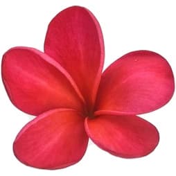 Red frangipani