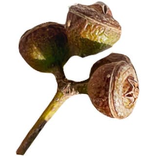 Eucalyptus acorn