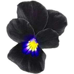 Black violet