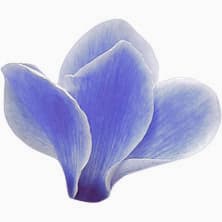 Blue cyclamen