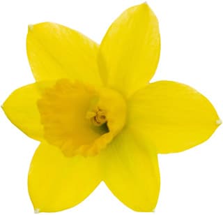 Yellow narcissus
