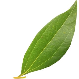 Ceylon cinnamon leaf