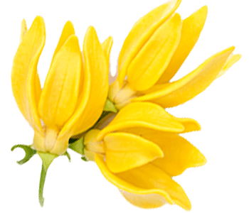 Ylang-ylang absolute